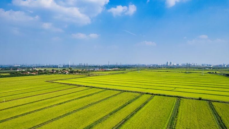 现代农业示范基地建设：从规划到验收的全程解析**