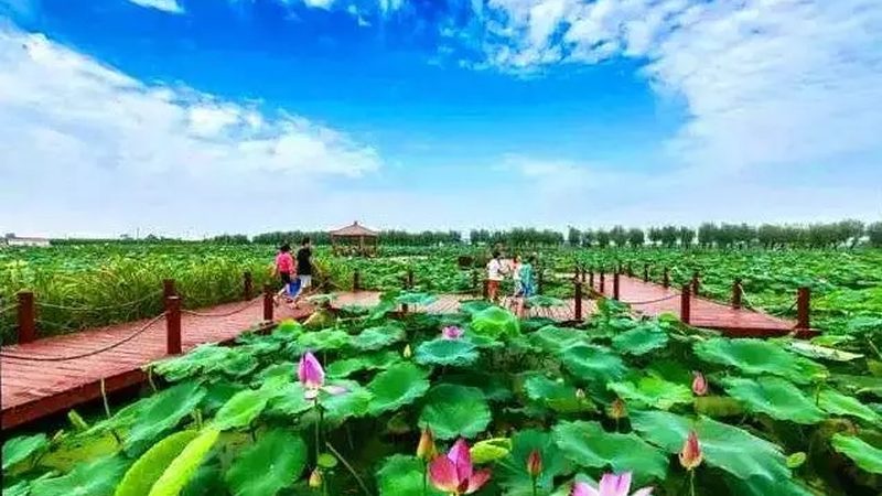 广州家庭农场排名前十：揭秘高效农业的领军者