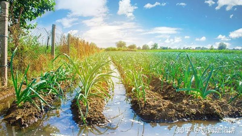 农民专业合作社登记流程：关键步骤与注意事项**