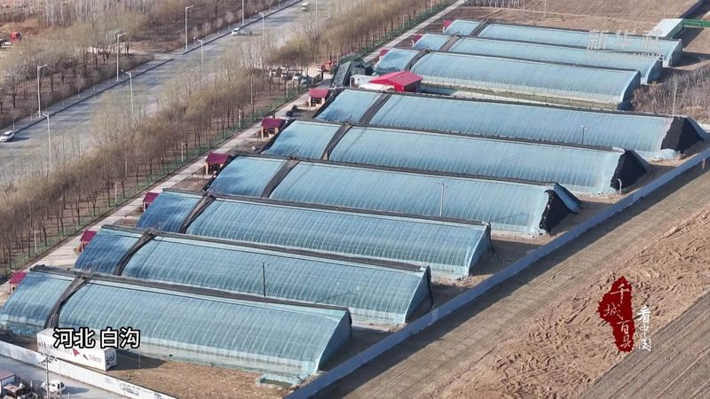 粮食种植加盟代理，如何规避风险，把握机遇？**
