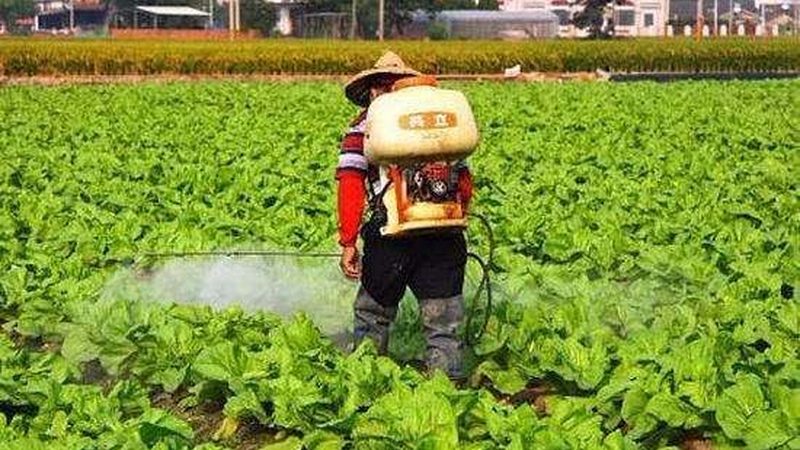 农产品批发市场格局解析：规模排名前十的幕后逻辑