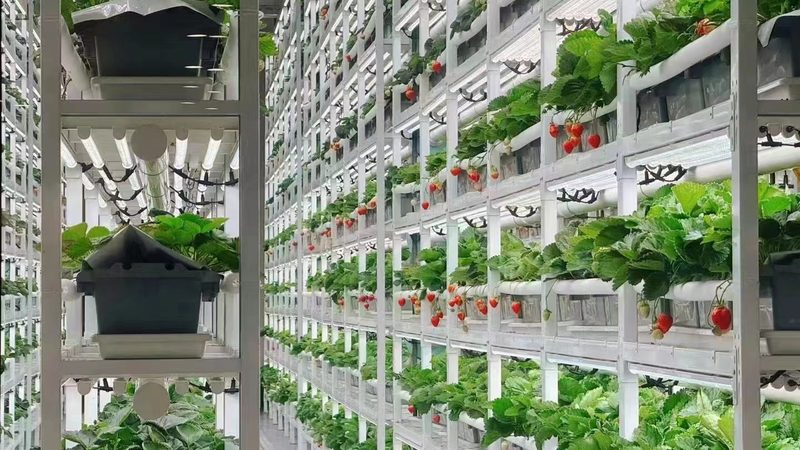 有机蔬菜批发价格谈判中的关键策略